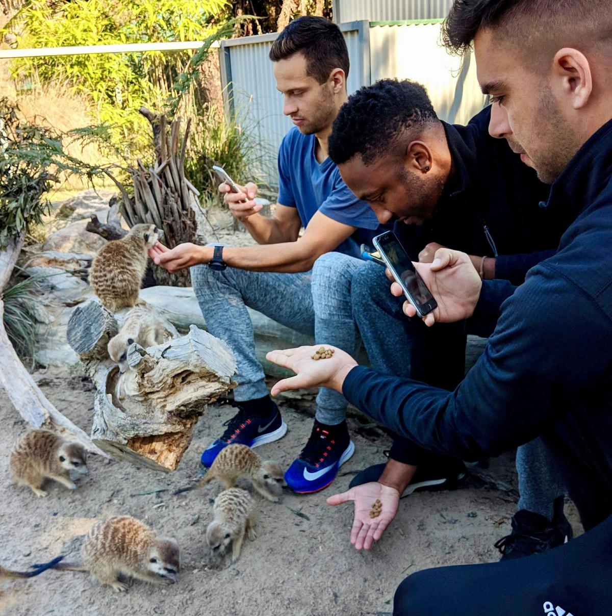 Meerkat Encounter