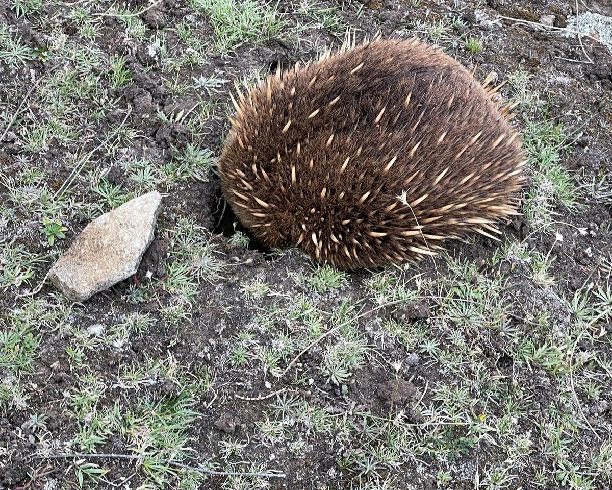 3-Day Essential Southern Tasmania （Charter)