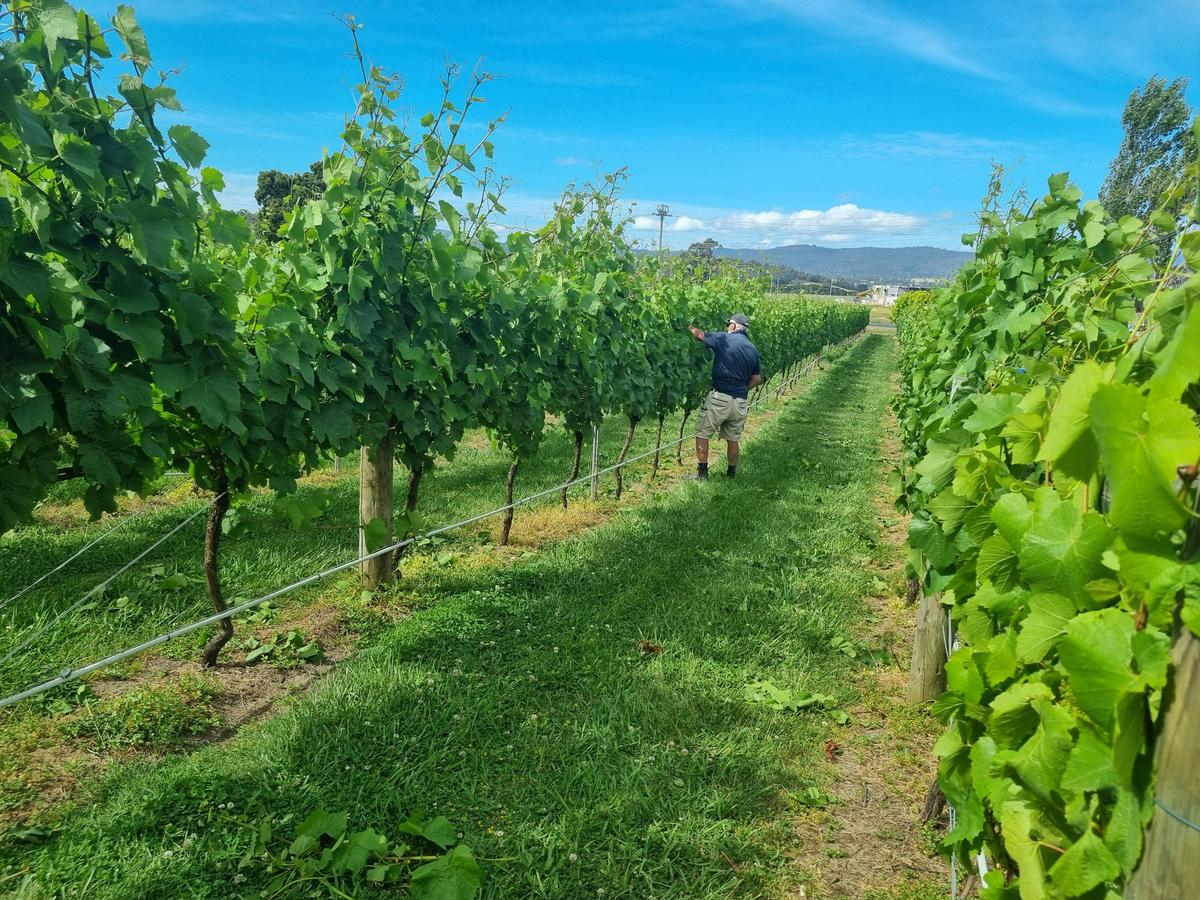 Vines in the Summer