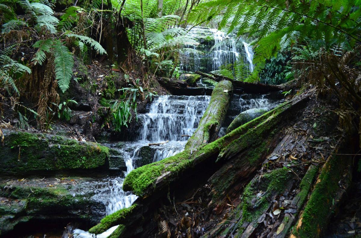 Myrtle Gully Falls, Wellington Park