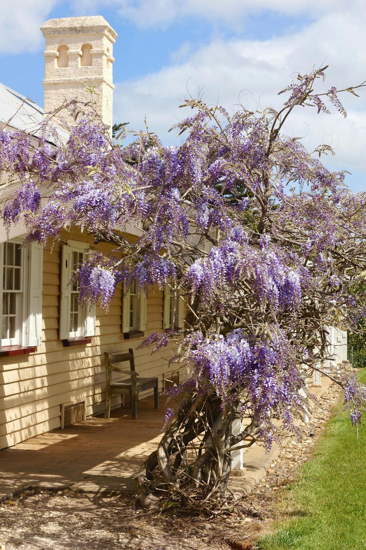 Homestead with purple flowers over it