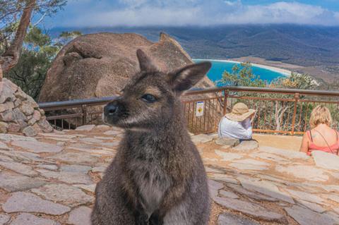 Wineglass Bay Discovery Tours