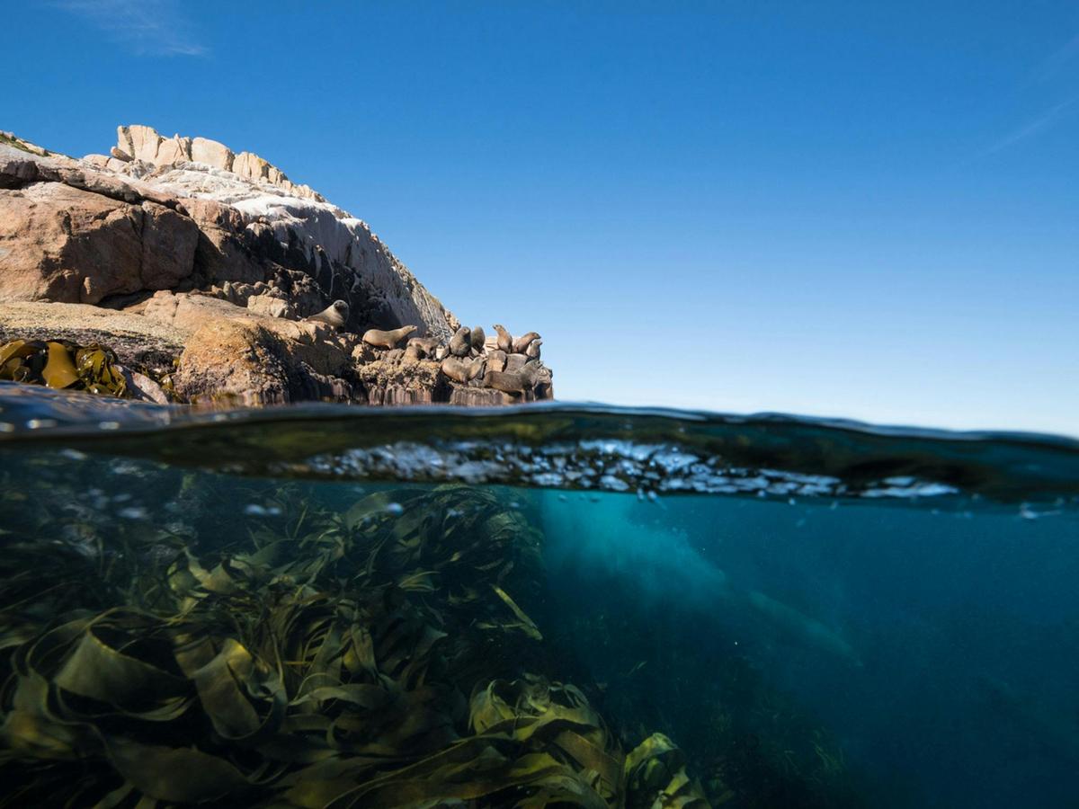 Seals