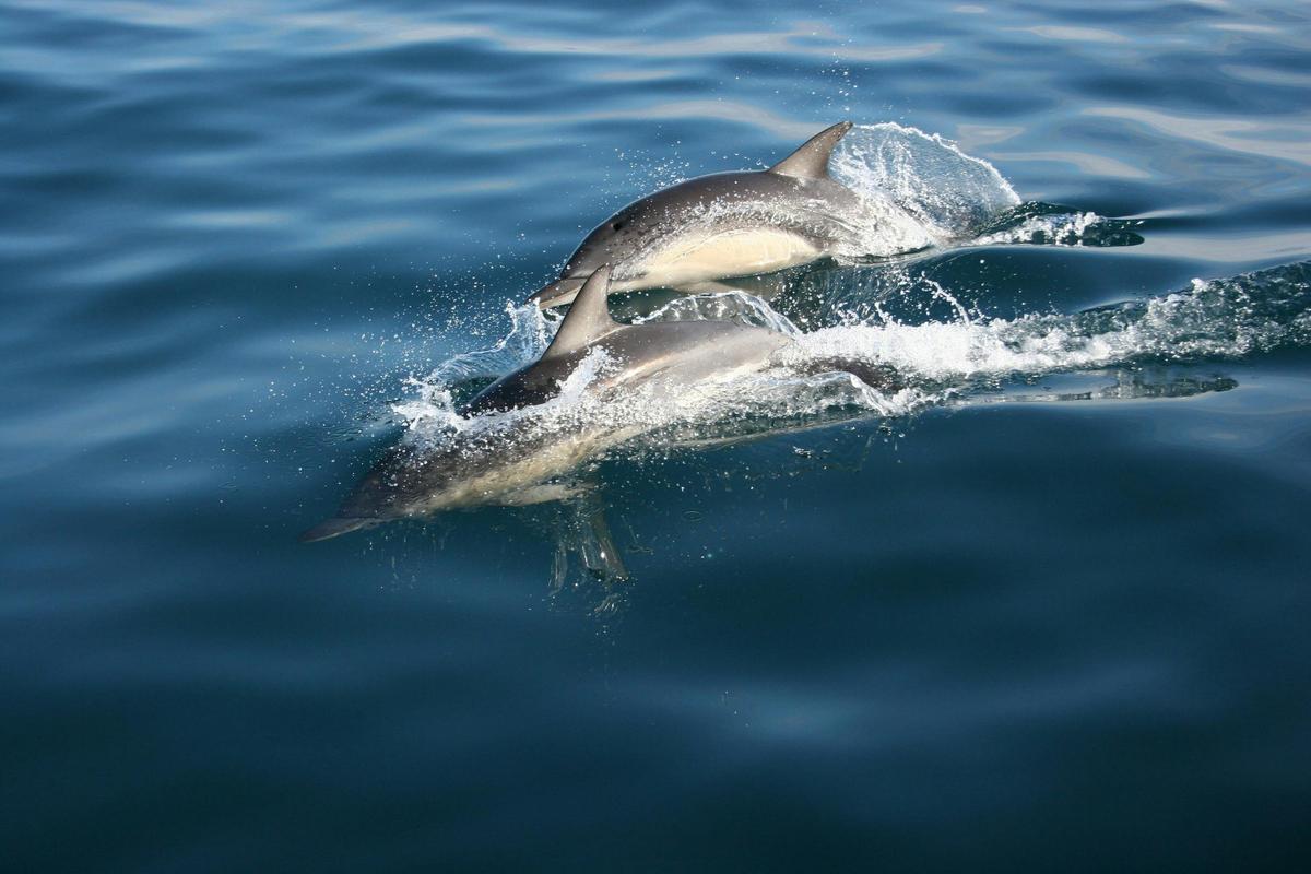 Bottlenose dolphins