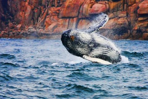 Wineglass Bay Cruises - Pennicott Wilderness Journeys