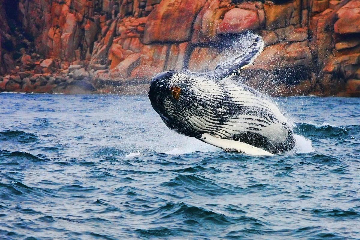 Whale Breaching