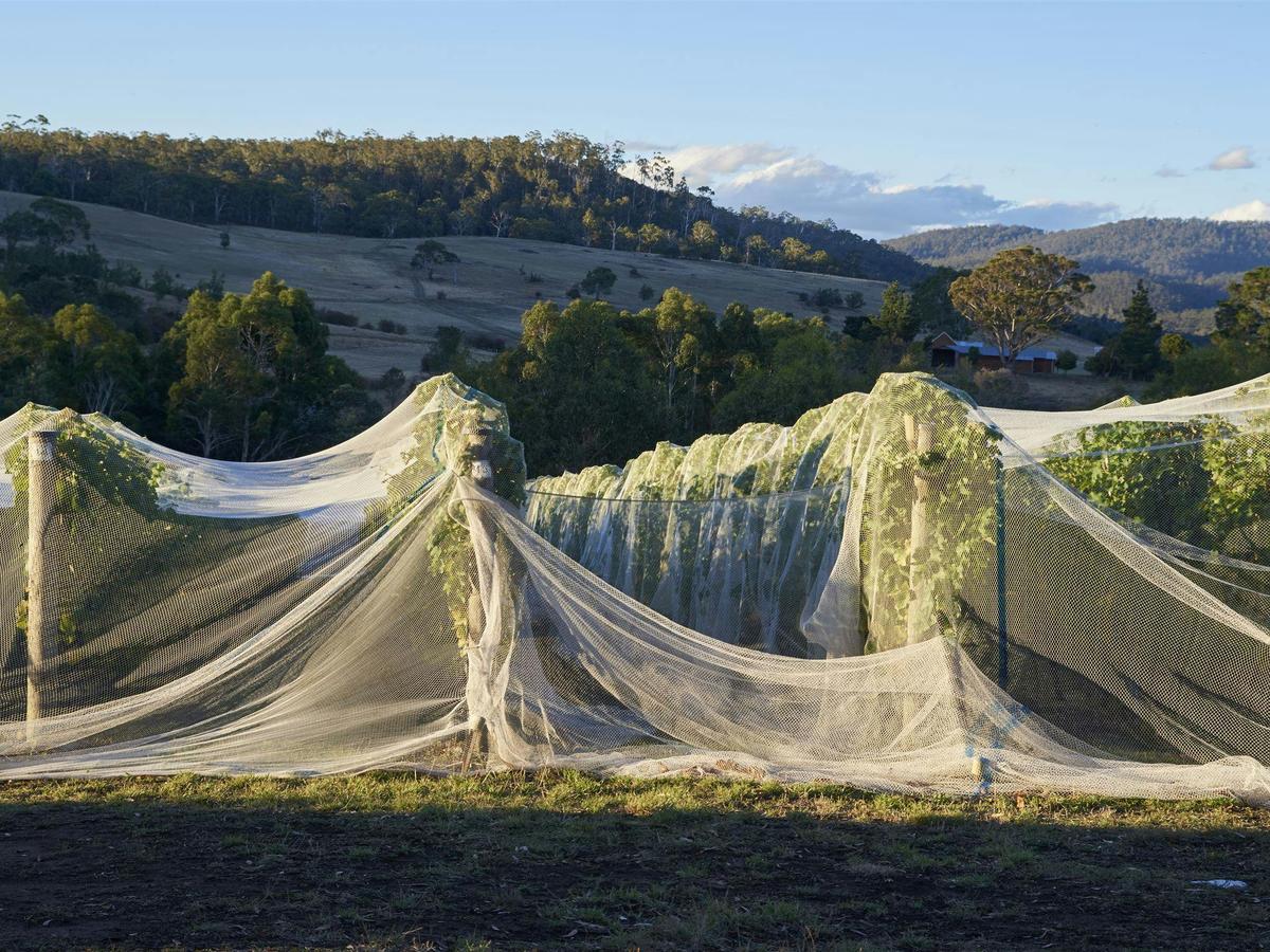 Wobbly Boot Vineyard - Animals + Wine