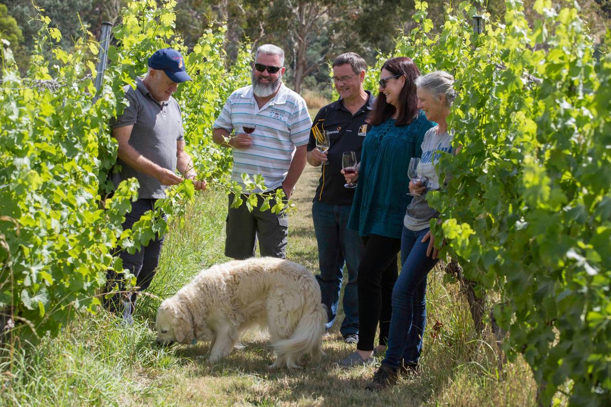 Wobbly Boot Vineyard - Animals + Wine