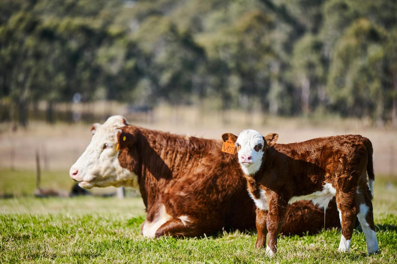 Cows