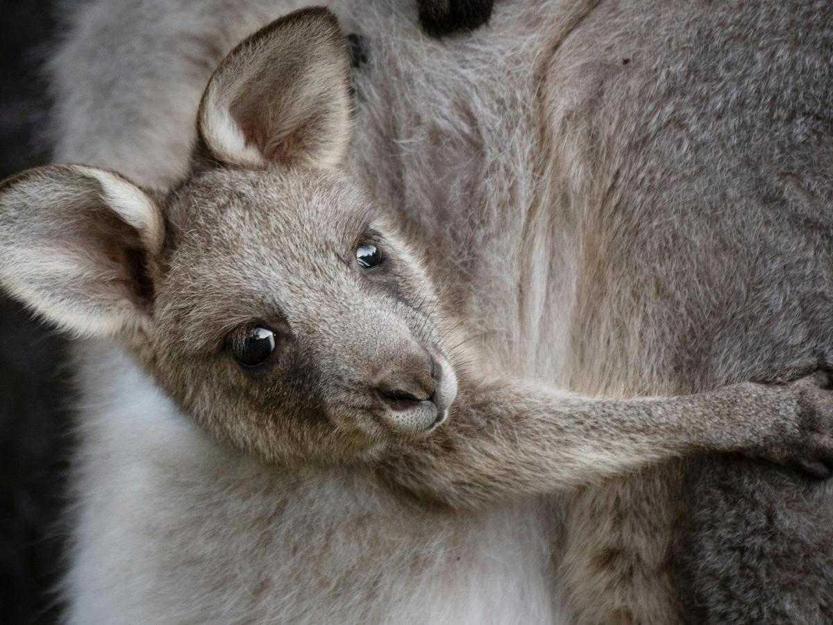WILD KIN – Portraits of the Blue Mountains’ Macropods A photographic exhibition.