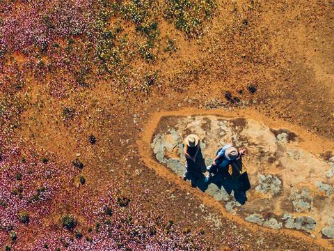 The Wildflower Wanderer