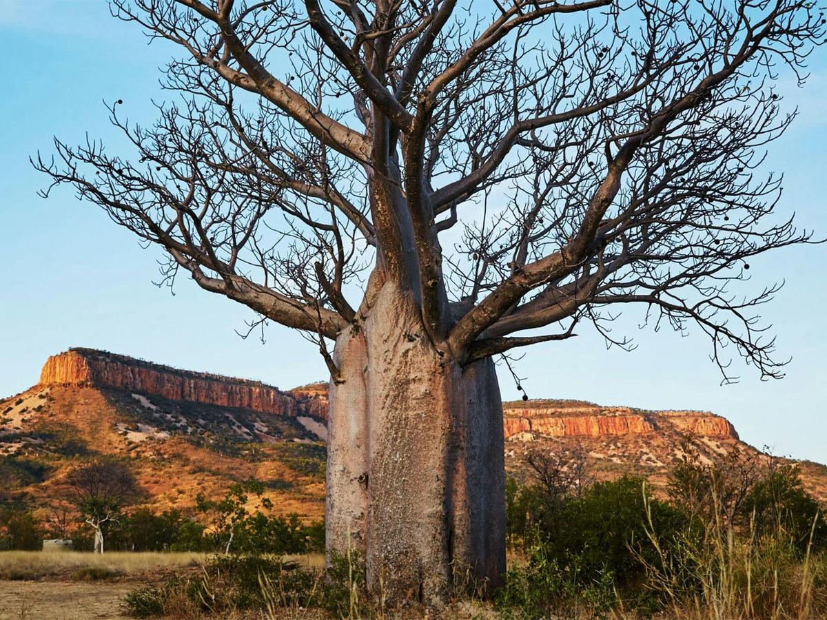 Wonders of the West Coast and Kimberley
