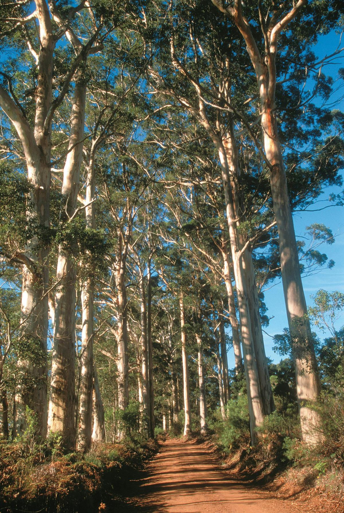 Karri Trees, Denmark