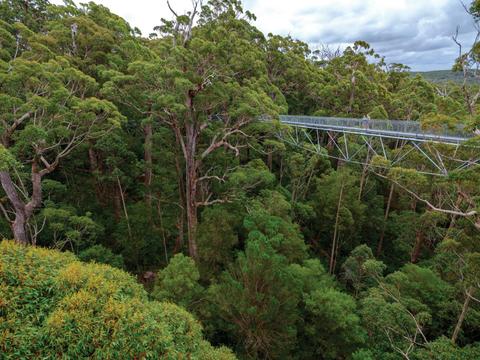 A Taste of the Valley of the Giants Trail