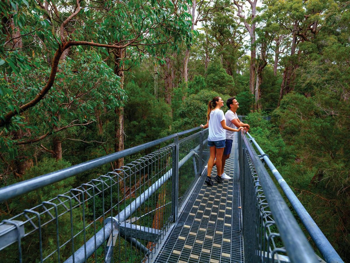 Valley of the Giants, Tree Top Walk