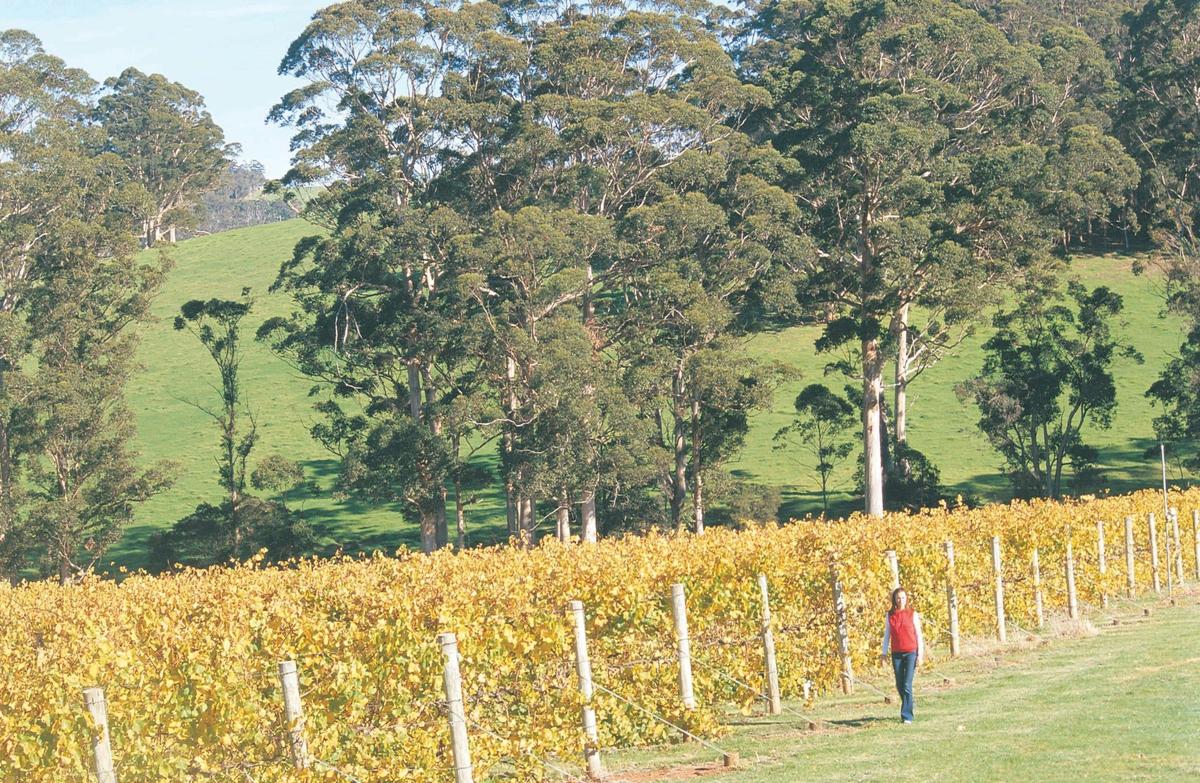 Vineyards