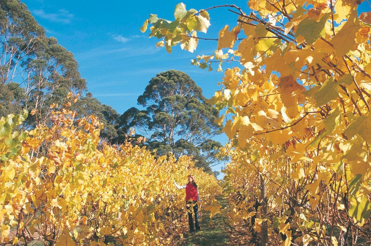 Vineyards in autumn