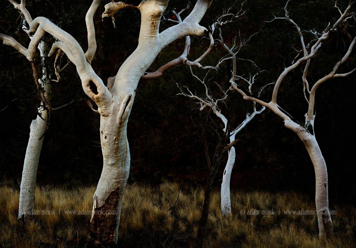 Snappy Gums at twilight, Karijini National Park