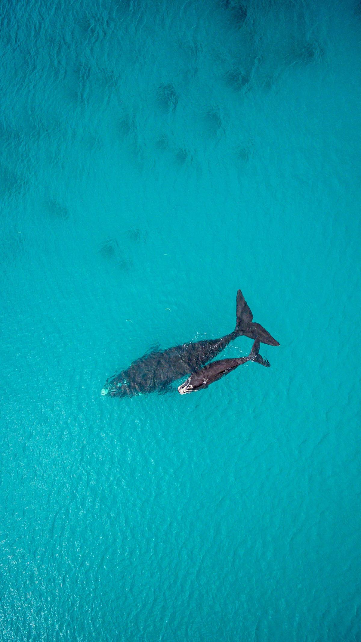Whales