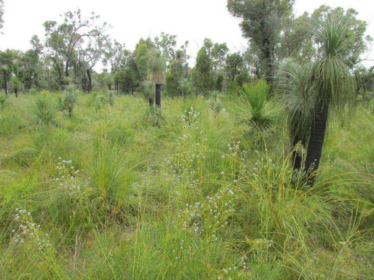 Ambergate Reserve, Chapman Hill, Western Australia