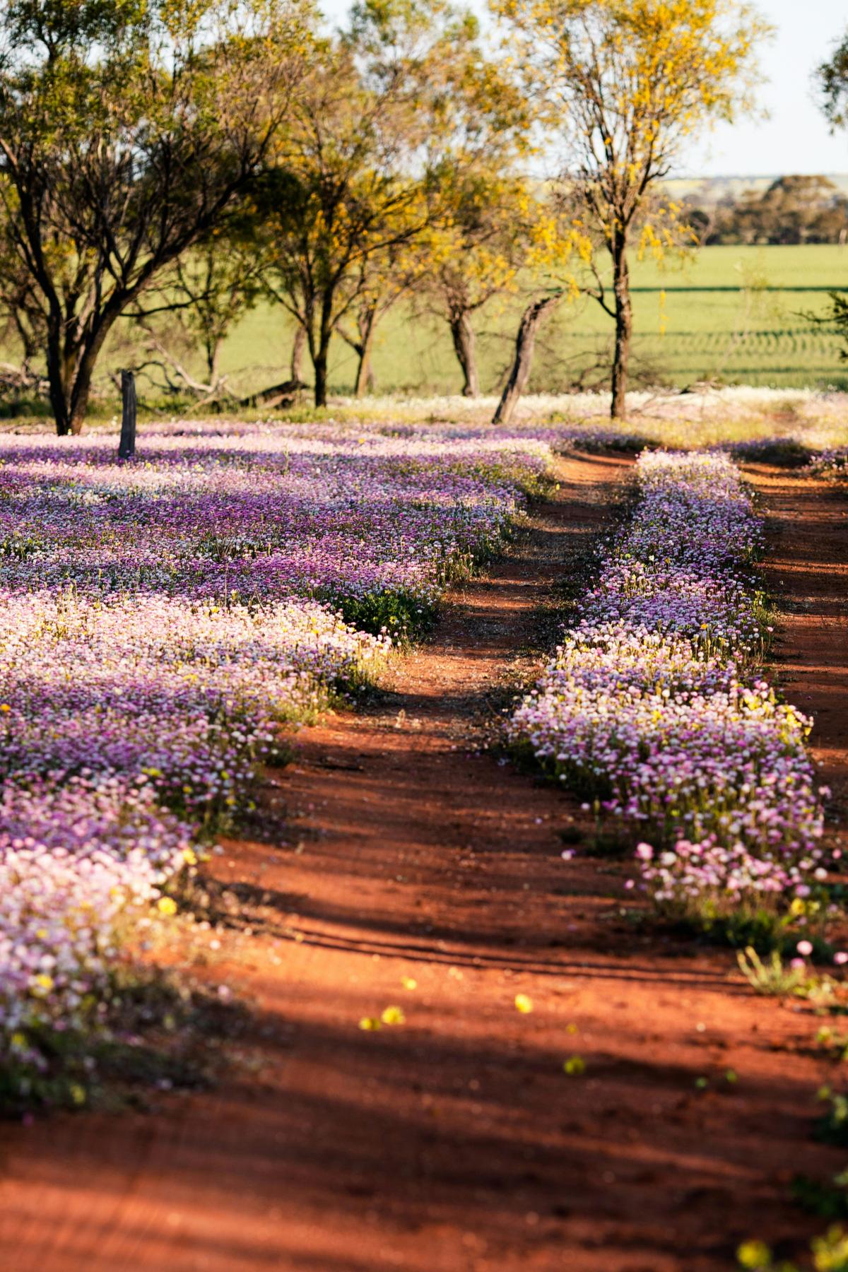 4 Day Outback Wildflower Tour