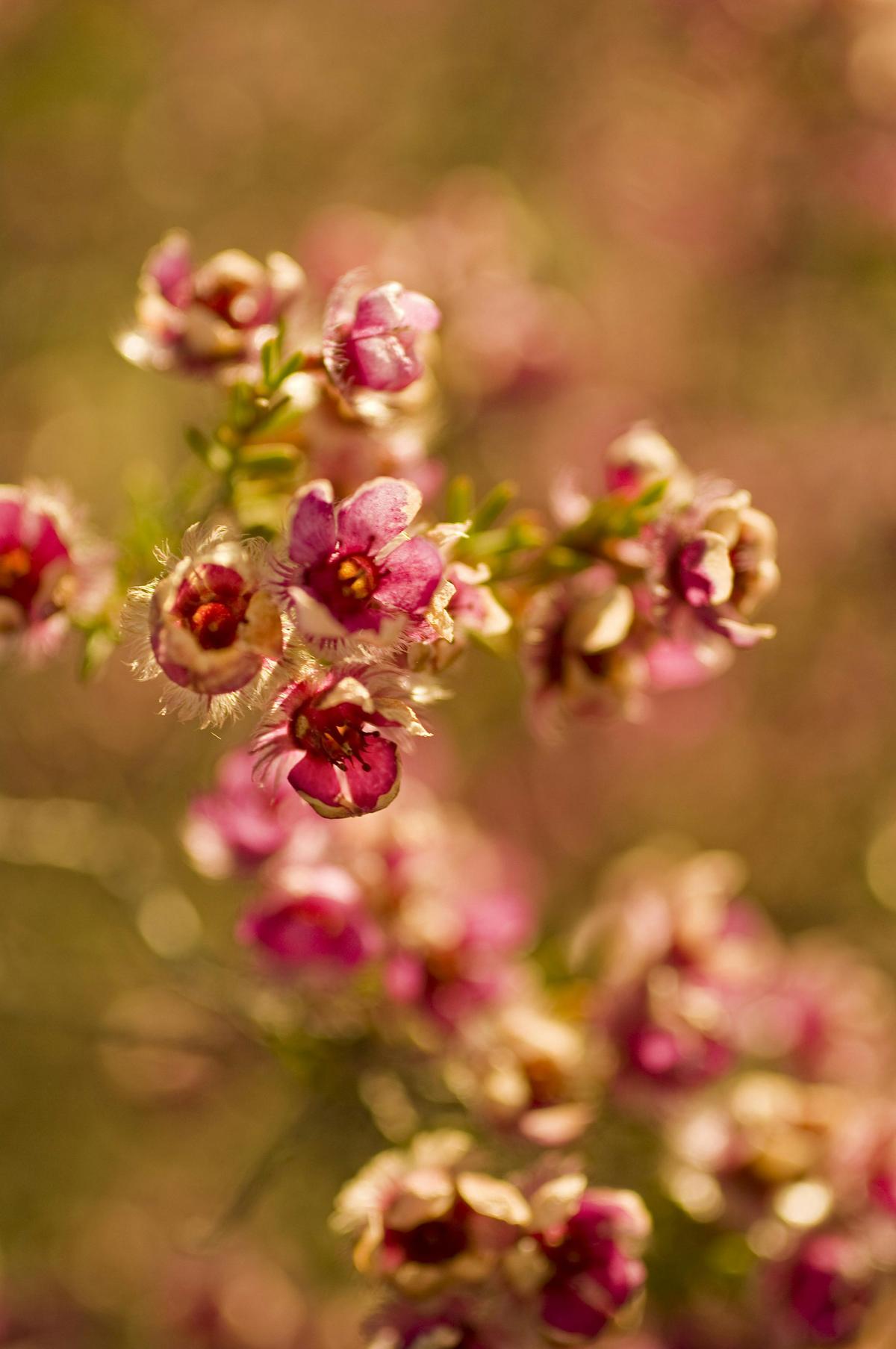 4 Day Wheatbelt & Wave Rock Wildflowers