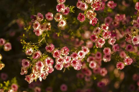 Spring Wildflower Day Tour