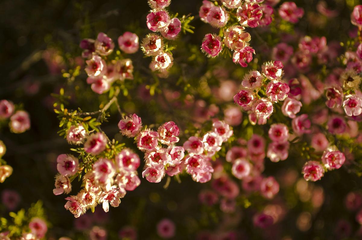 Spring Wildflower Day Tour