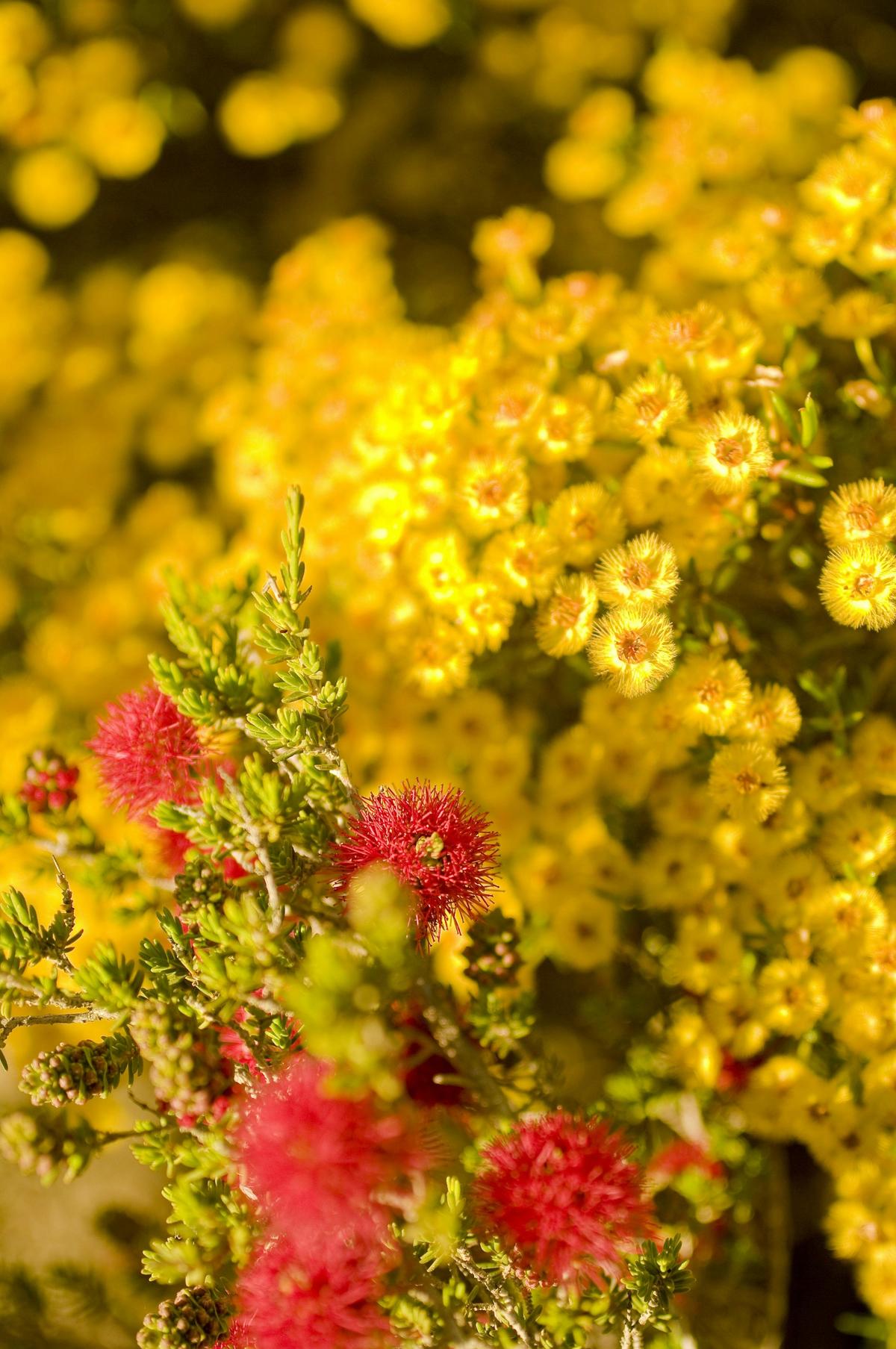 11 Day Western Australian Spring Tour