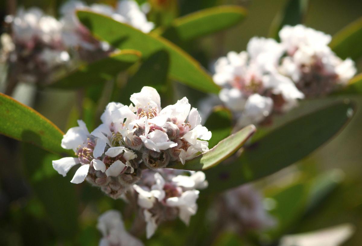 4 Day Fitzgerald River Wildflower Safari