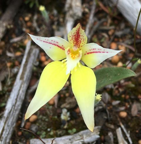 4 Day South West Forest Wildflower Tour