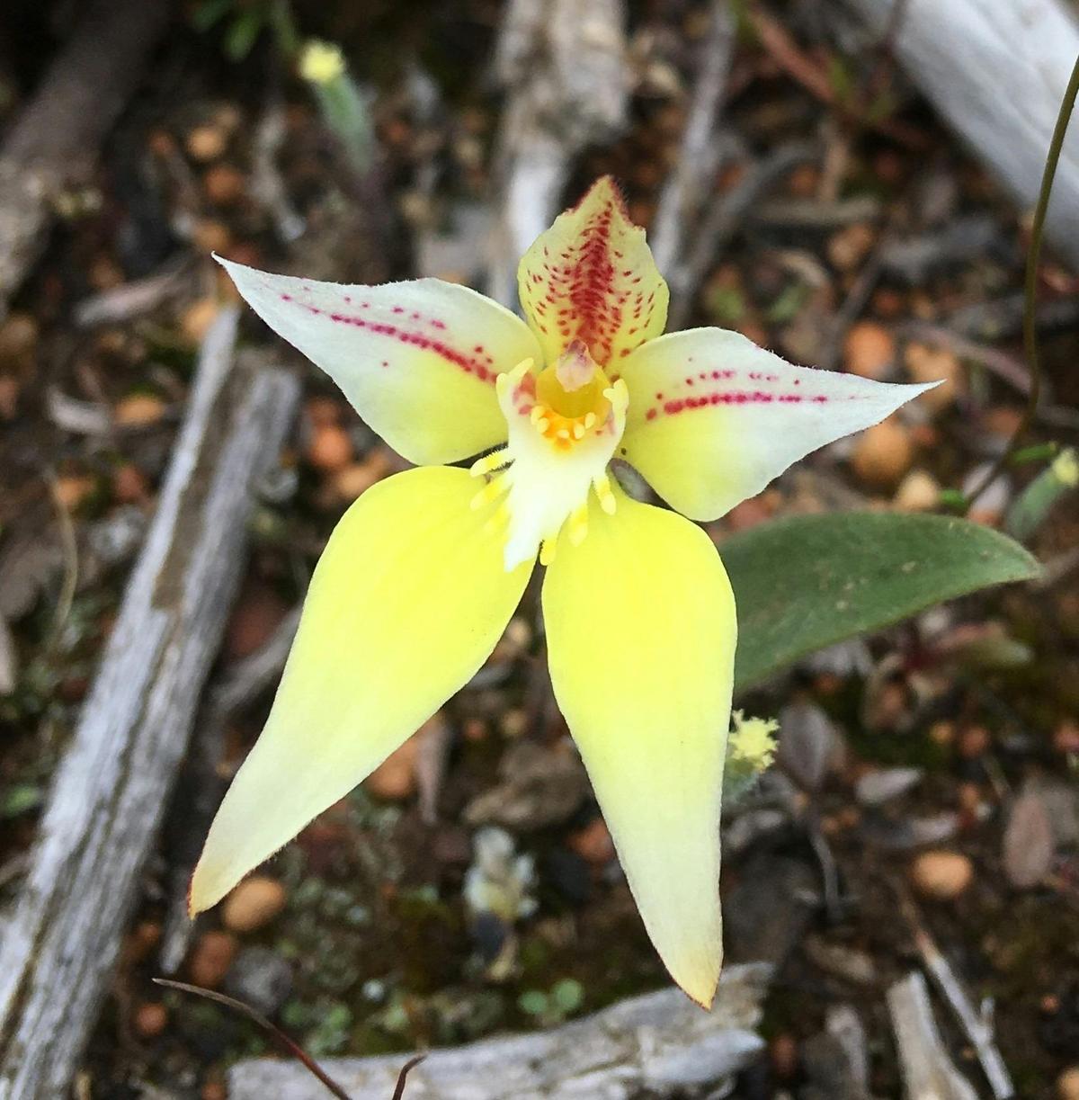 4 Day South West Forest Wildflower Tour
