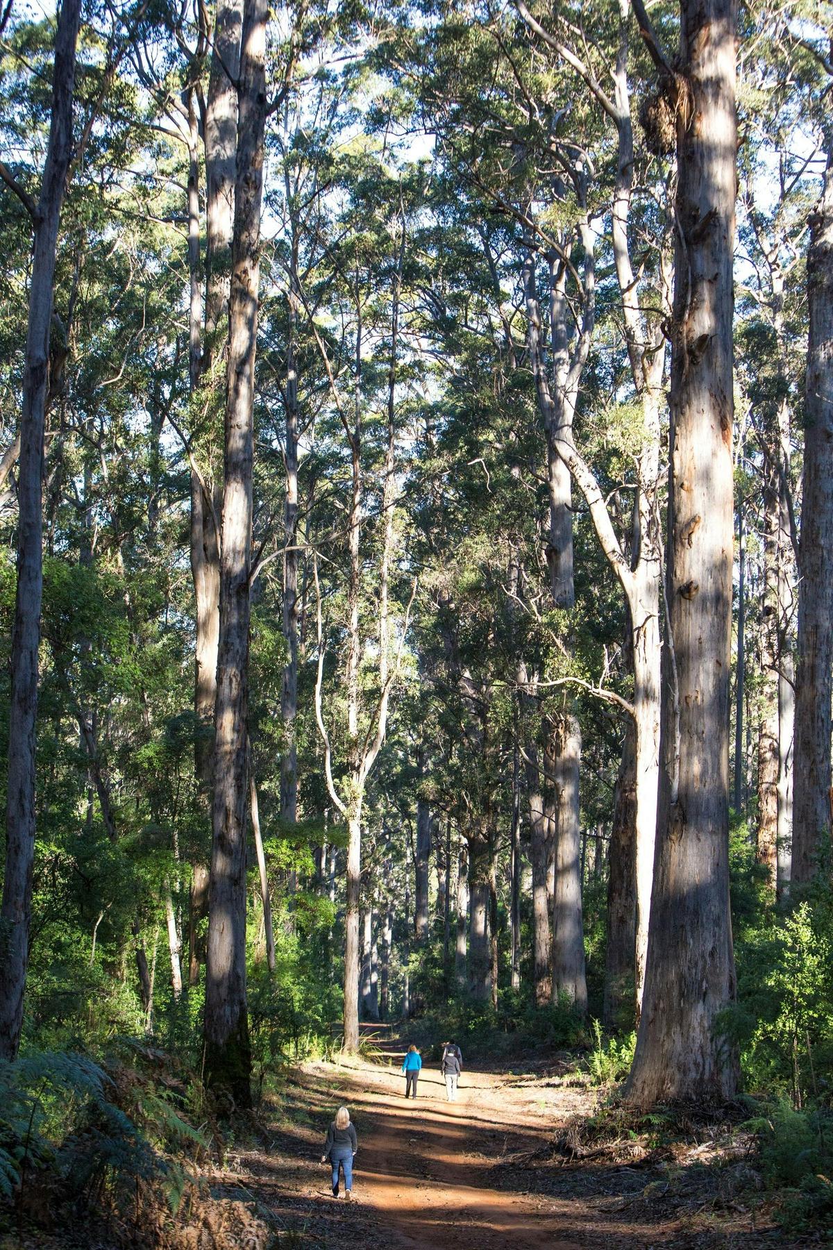 4 Day Bibbulmun Track Walk