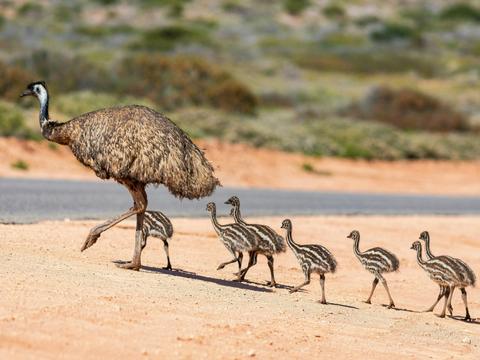 6 Day Shark Bay, Monkey Mia and Kalbarri Tour