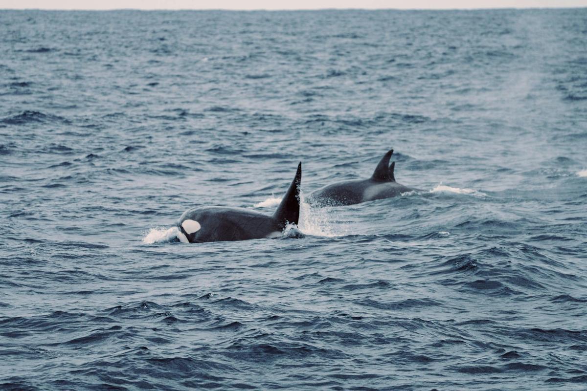 4 Day Bremer Bay Killer Whales