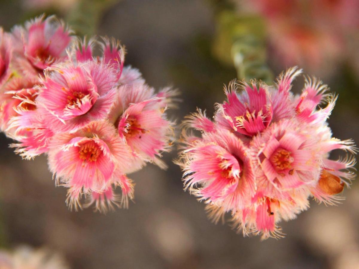 4 Day Great Southern Wildflower Tour with Botanical Guide