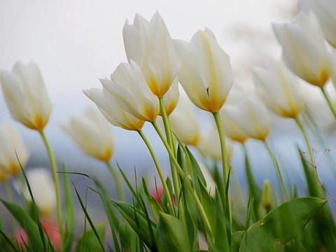 Nannup Flower and Garden Festival