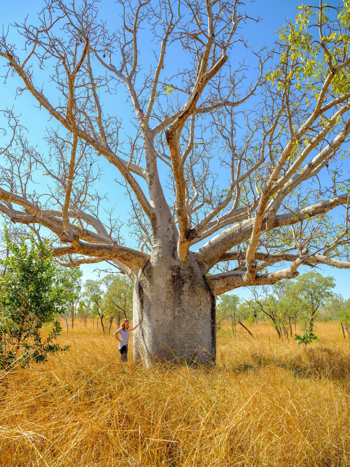 14 Day Top End - Broome to Darwin Tour