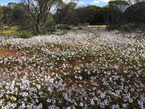4 Day Northern Wildflower Tour with Botanical Guide