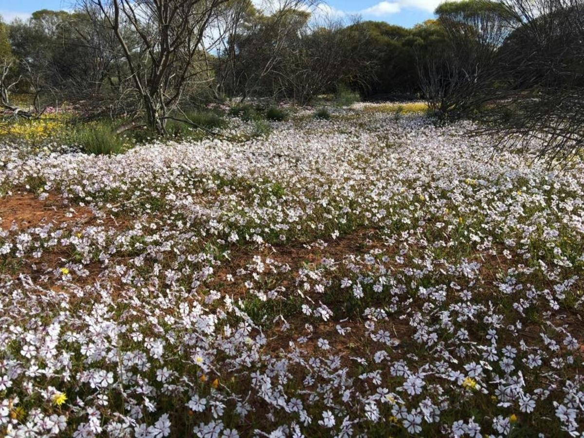 4 Day Northern Wildflower Tour with Botanical Guide
