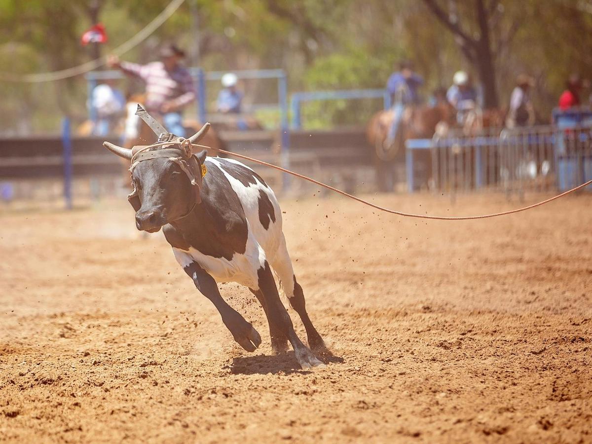 Boddington Rodeo