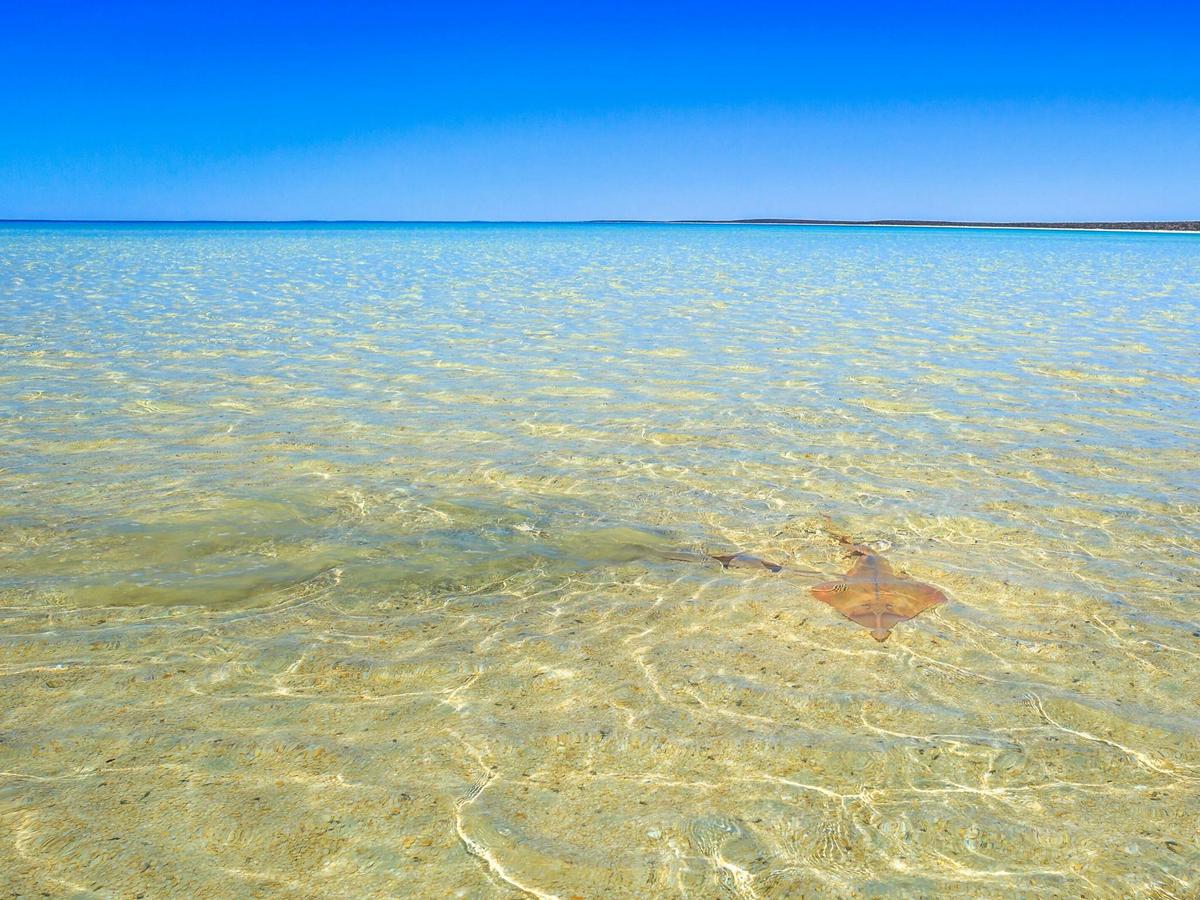 6 Day Shark Bay, Monkey Mia and Kalbarri Tour