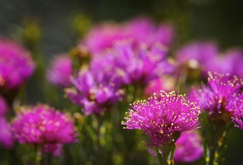 4 Day Fitzgerald River Wildflower Safari