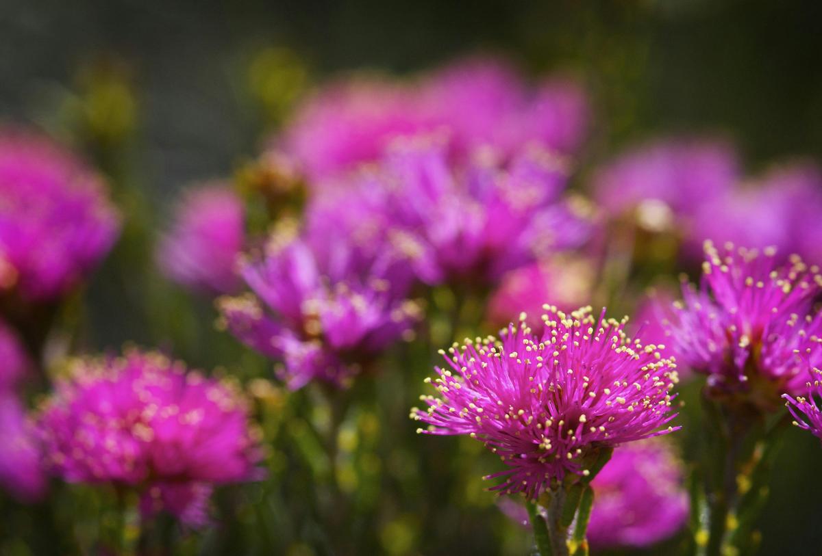 4 Day Fitzgerald River Wildflower Safari