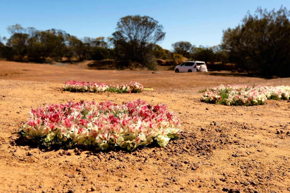 Wreath Leschenaultia Day Tour