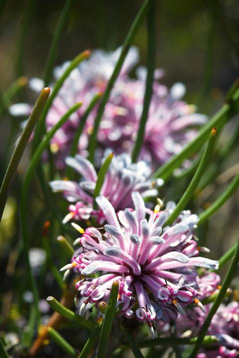 4 Day Fitzgerald River Wildflower Safari