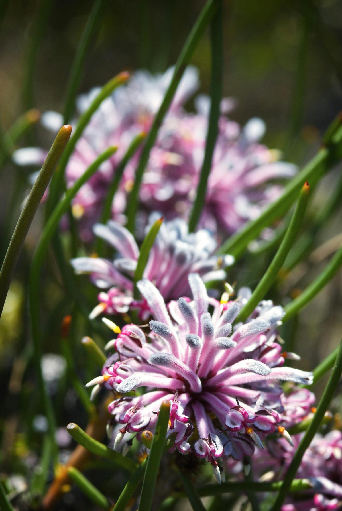4 Day Fitzgerald River Wildflower Safari