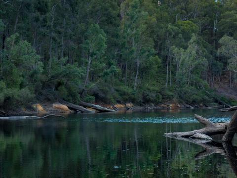 Dwellingup Forest Train