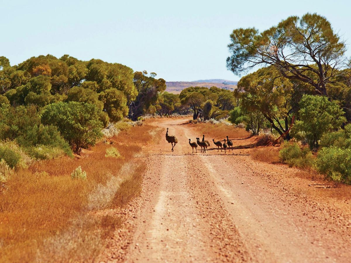 5 Day Mount Augustus and Walga Rock