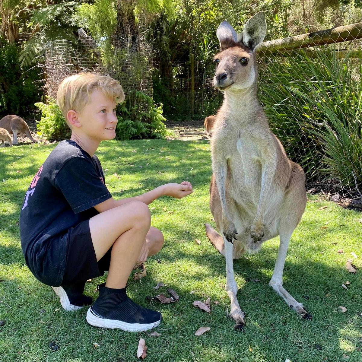 Feed the friendly kangaroos